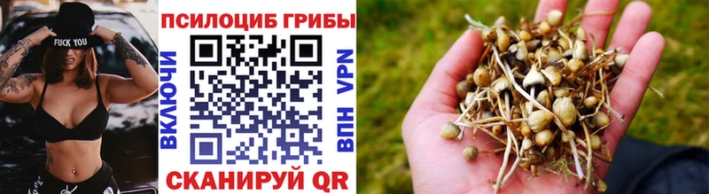 где можно купить наркотик Морозовск Псилоцибиновые грибы Cubensis